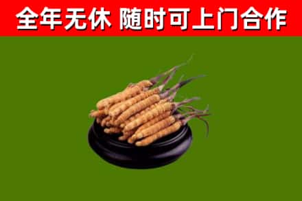 江川区回收散虫草